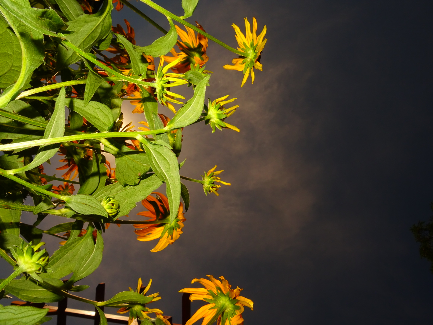 Gelbe Blumen im Licht