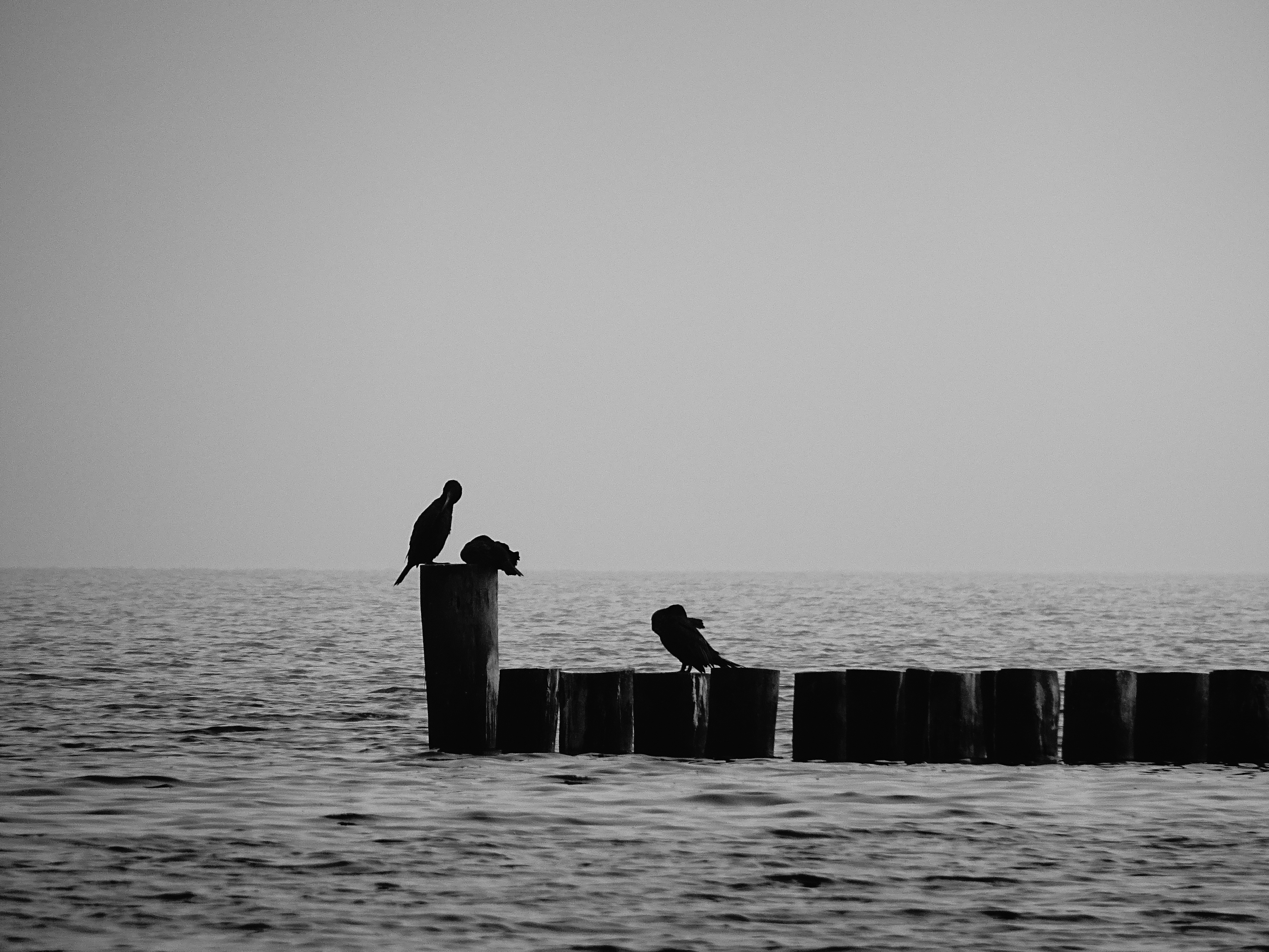 Vögel am Wasser