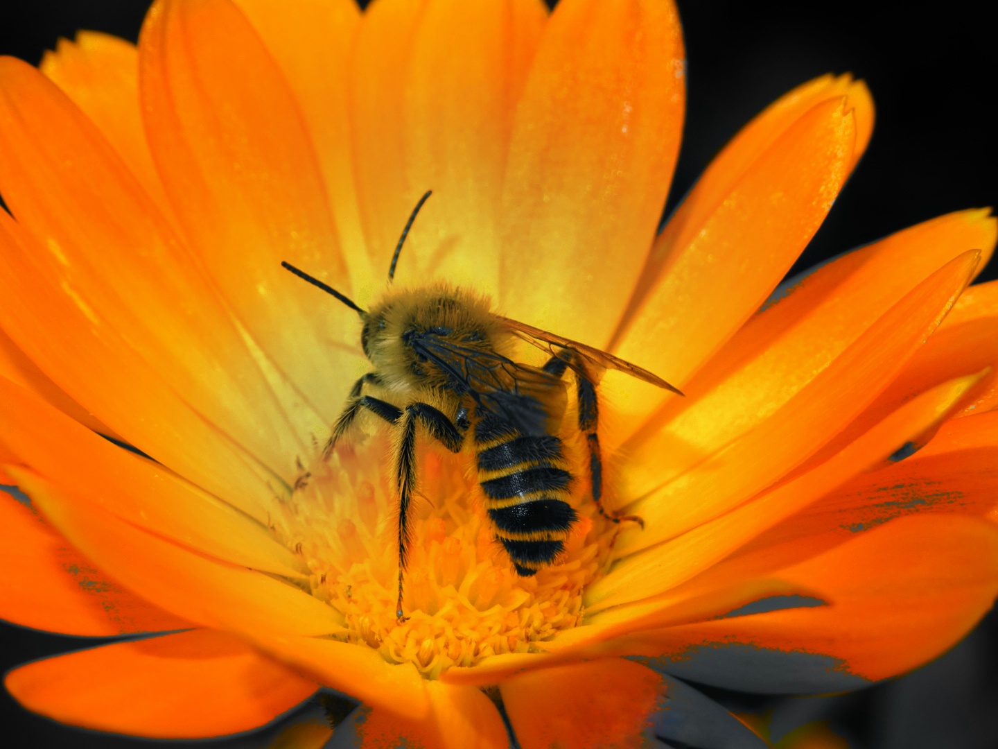 Biene auf einer Blüte