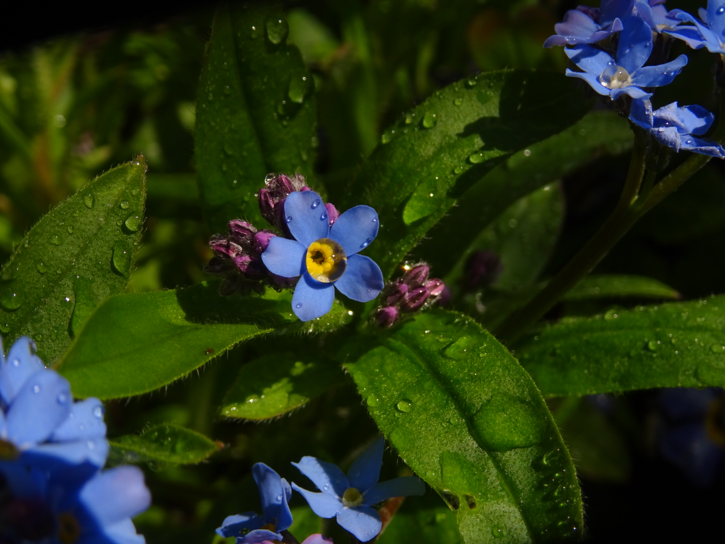 blaue Blume mit Wassertropfen