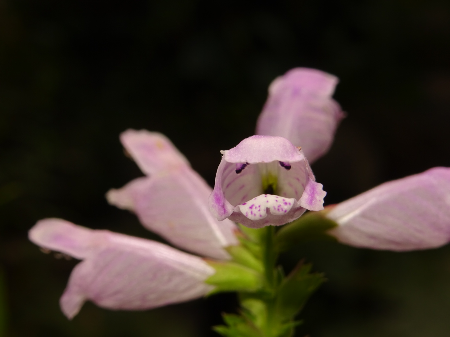 Eine rosa Blüte