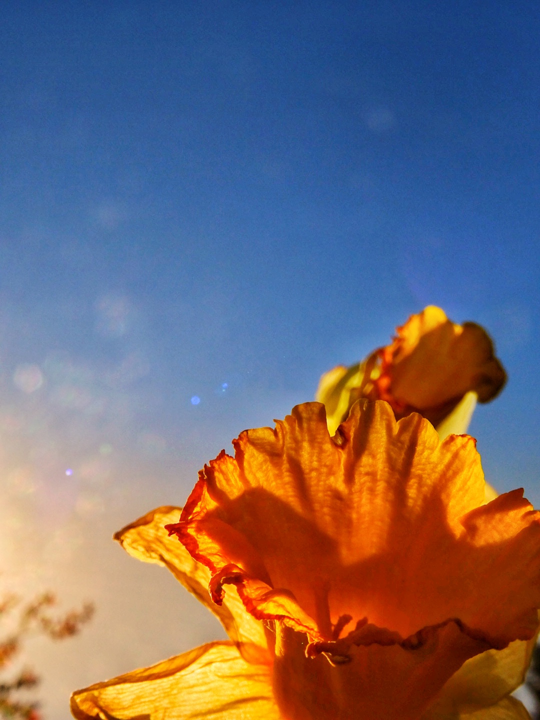 Blüte schaut in den Himmel