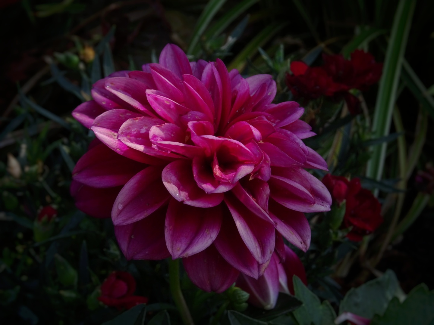 Eine dunkelrosa Blume