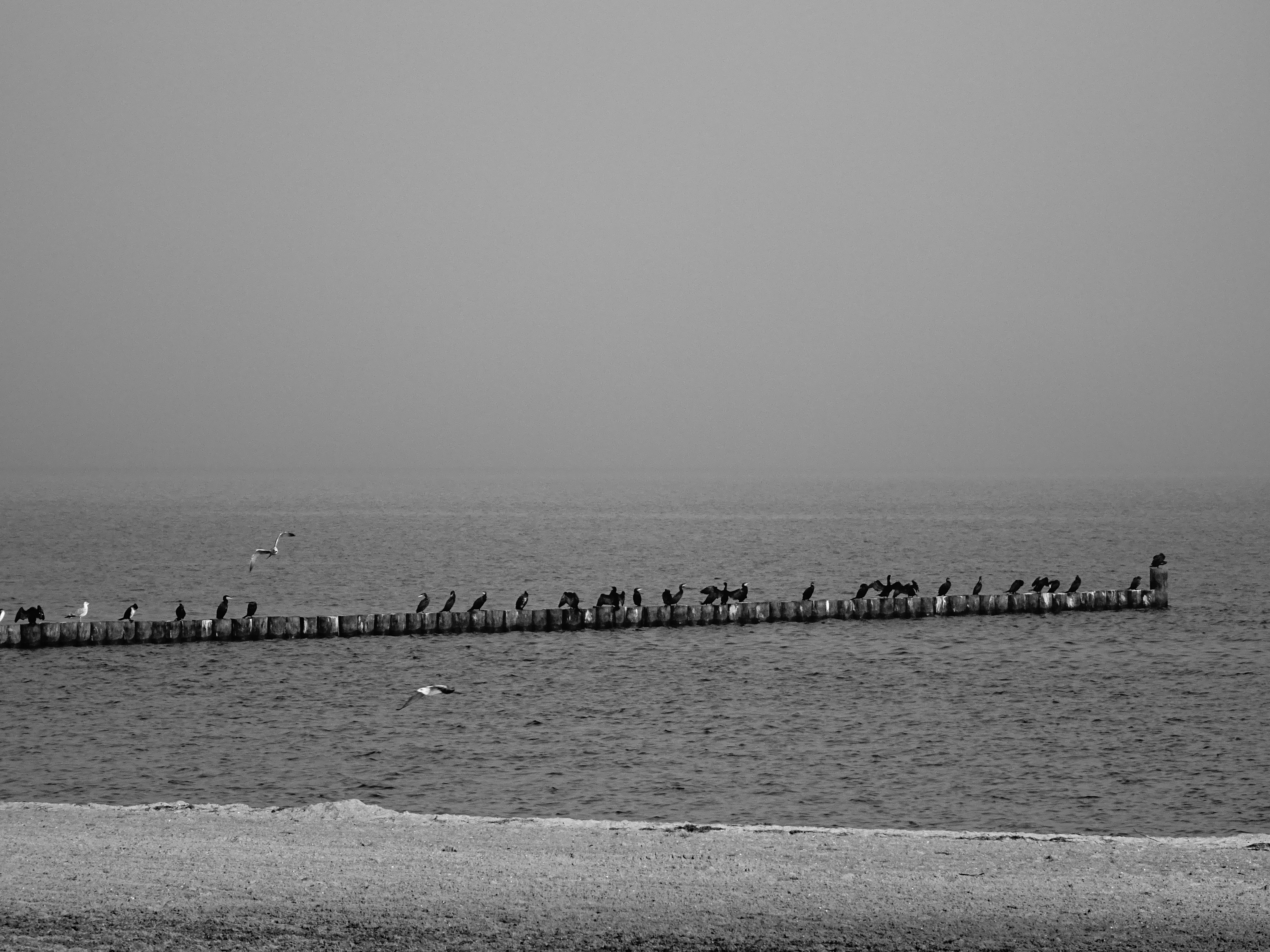Vögel am Wasser