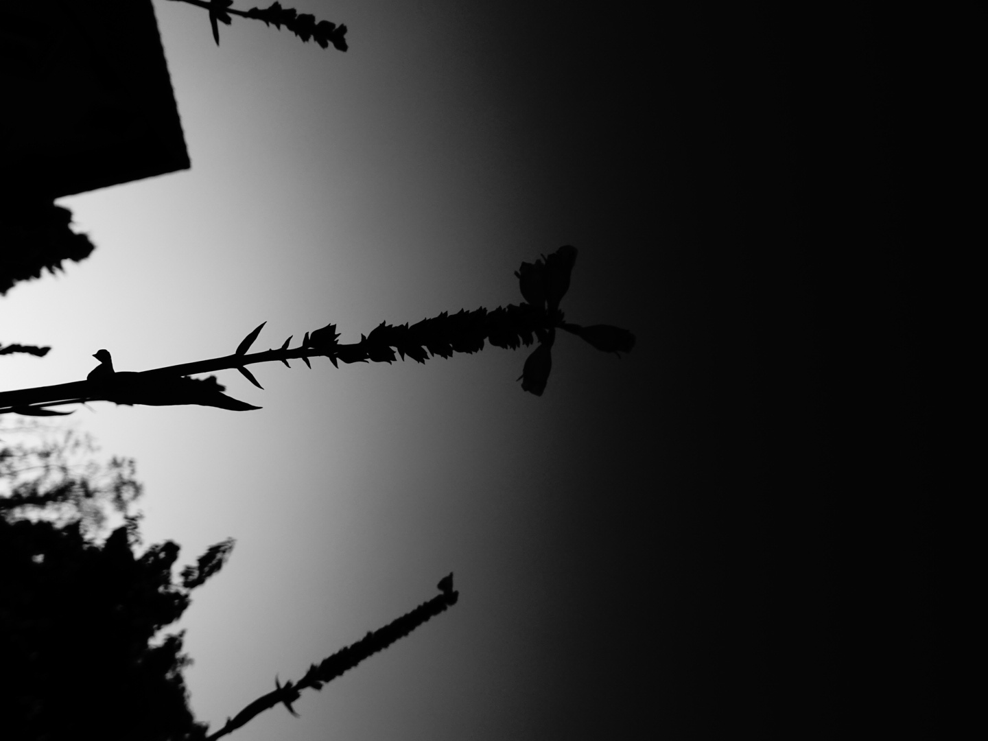 Dunkle Blumen, die in den Himmel ragen