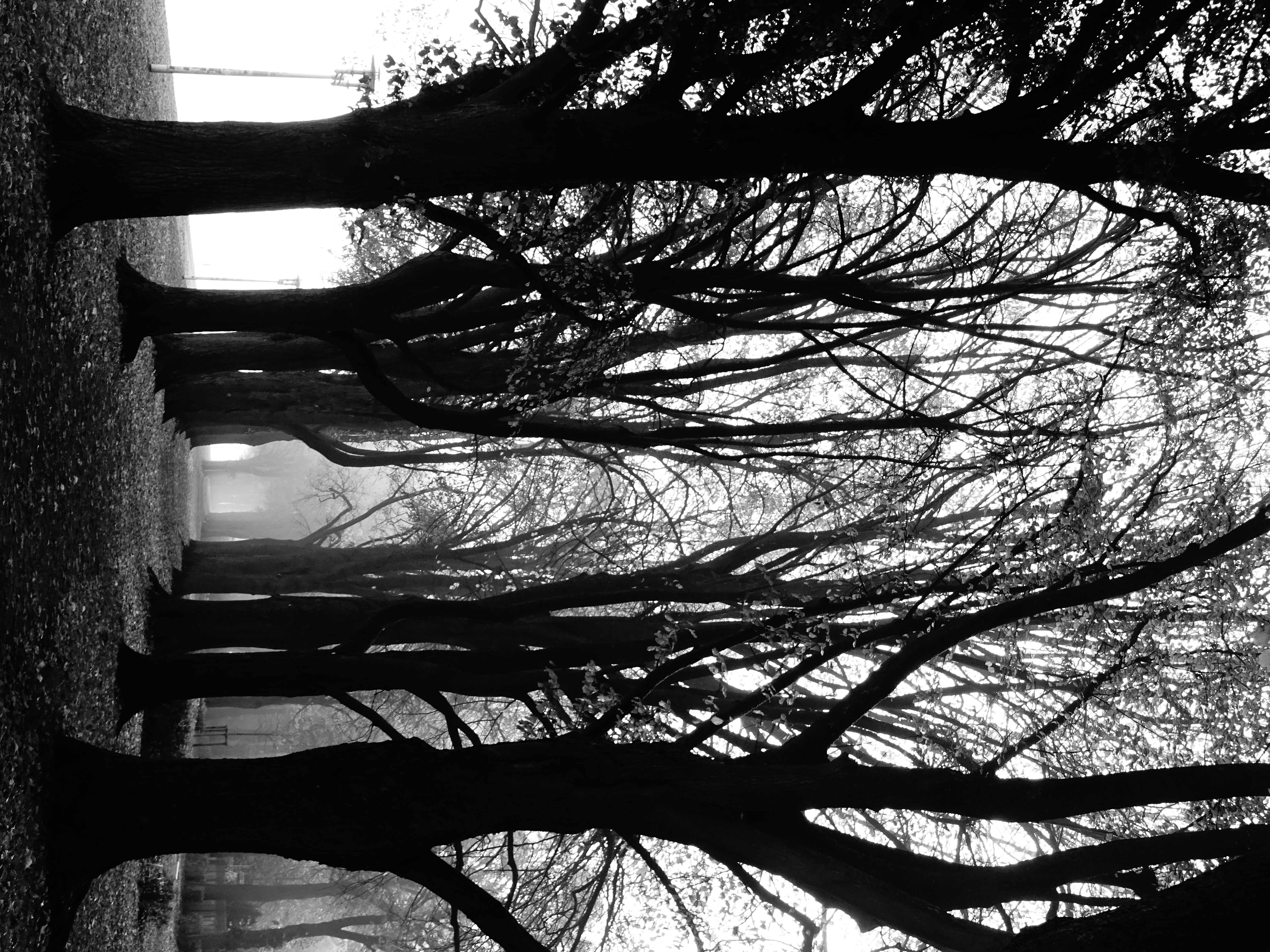 Bäume im Nebel