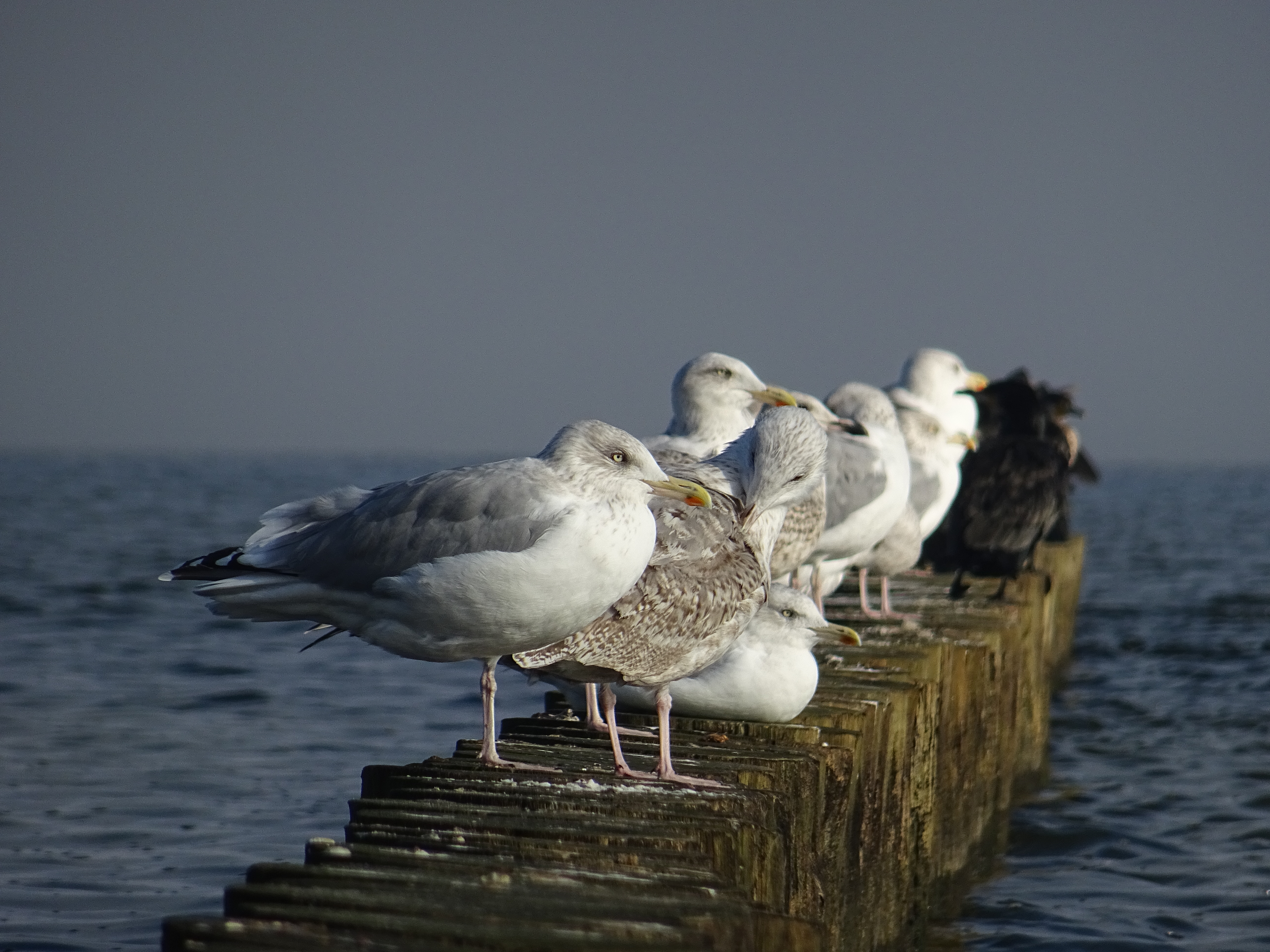 Möwe am Wasser
