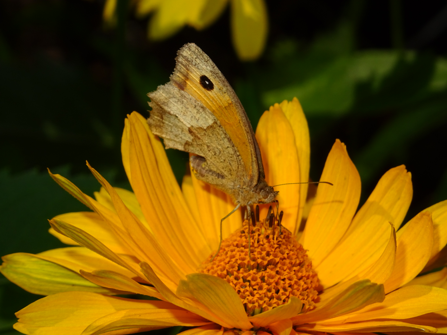 Falter auf einer Blüte