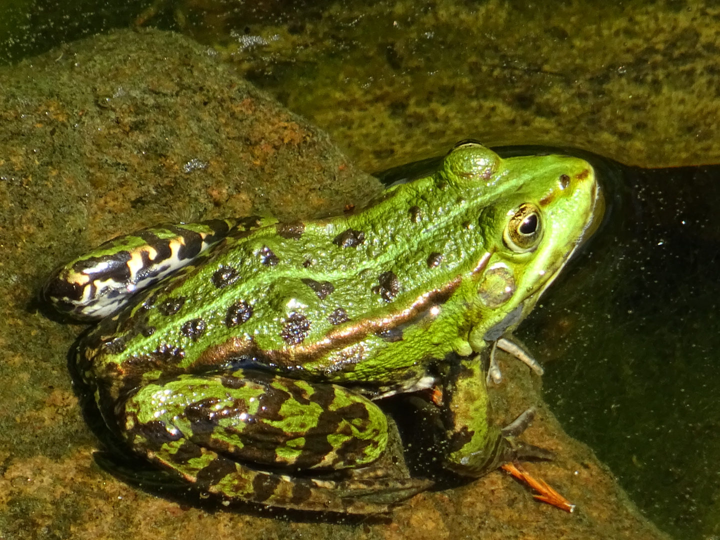 Frosch im Teich