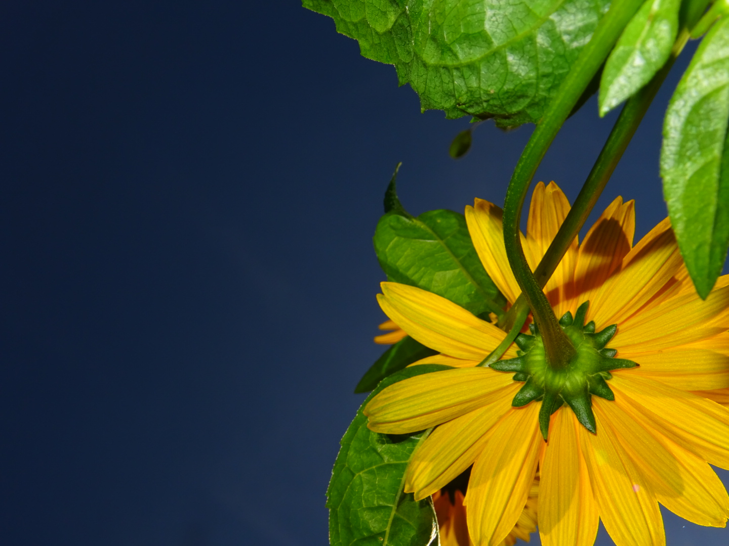 Gelbe Blume von unten