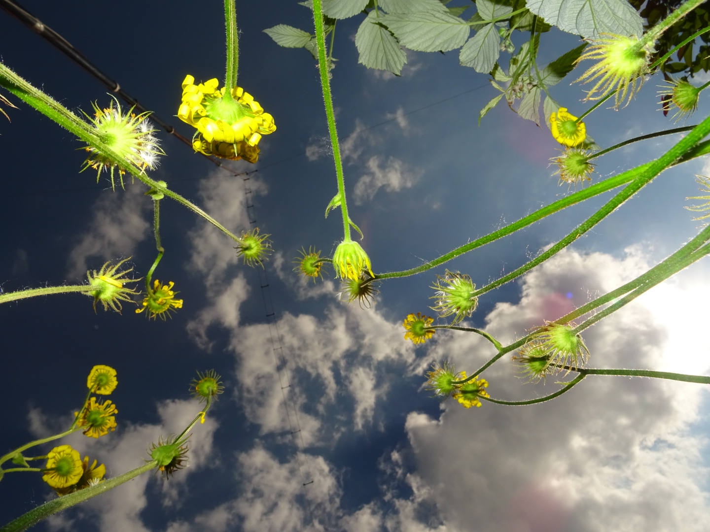 Gelbe Blumen, die in den Himmel ragen