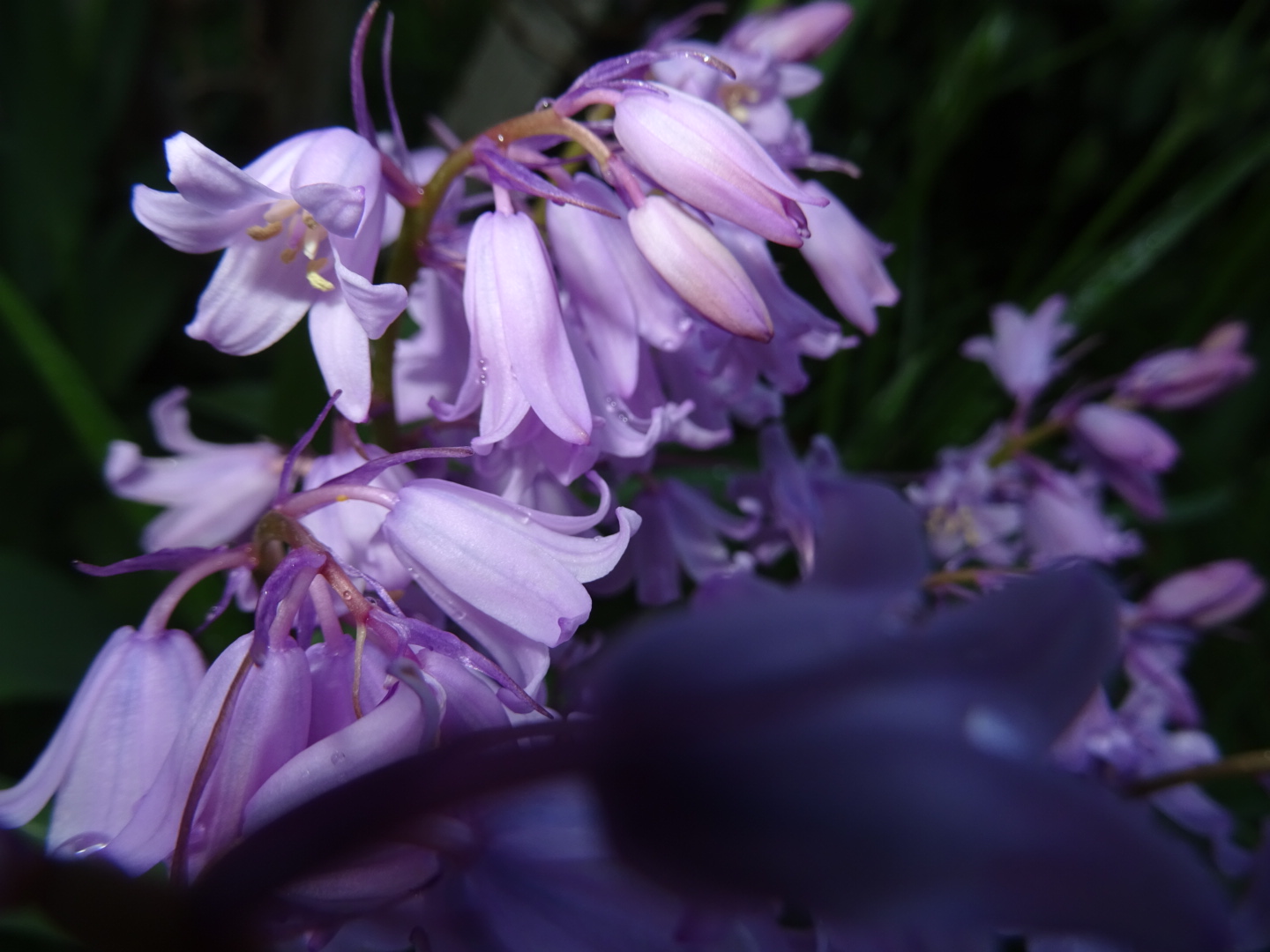 Blüten einer lila Blume