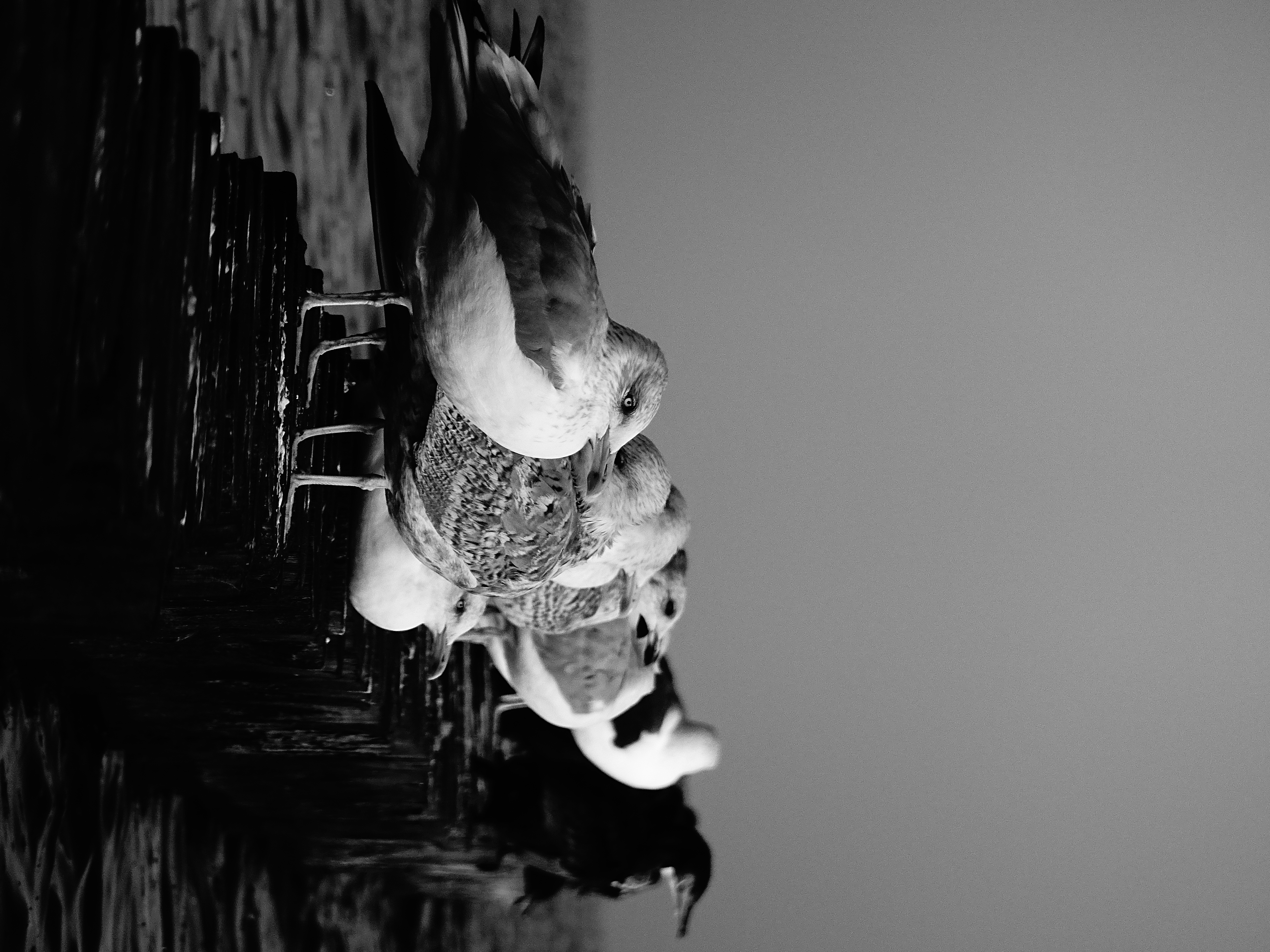 Möwe am Wasser
