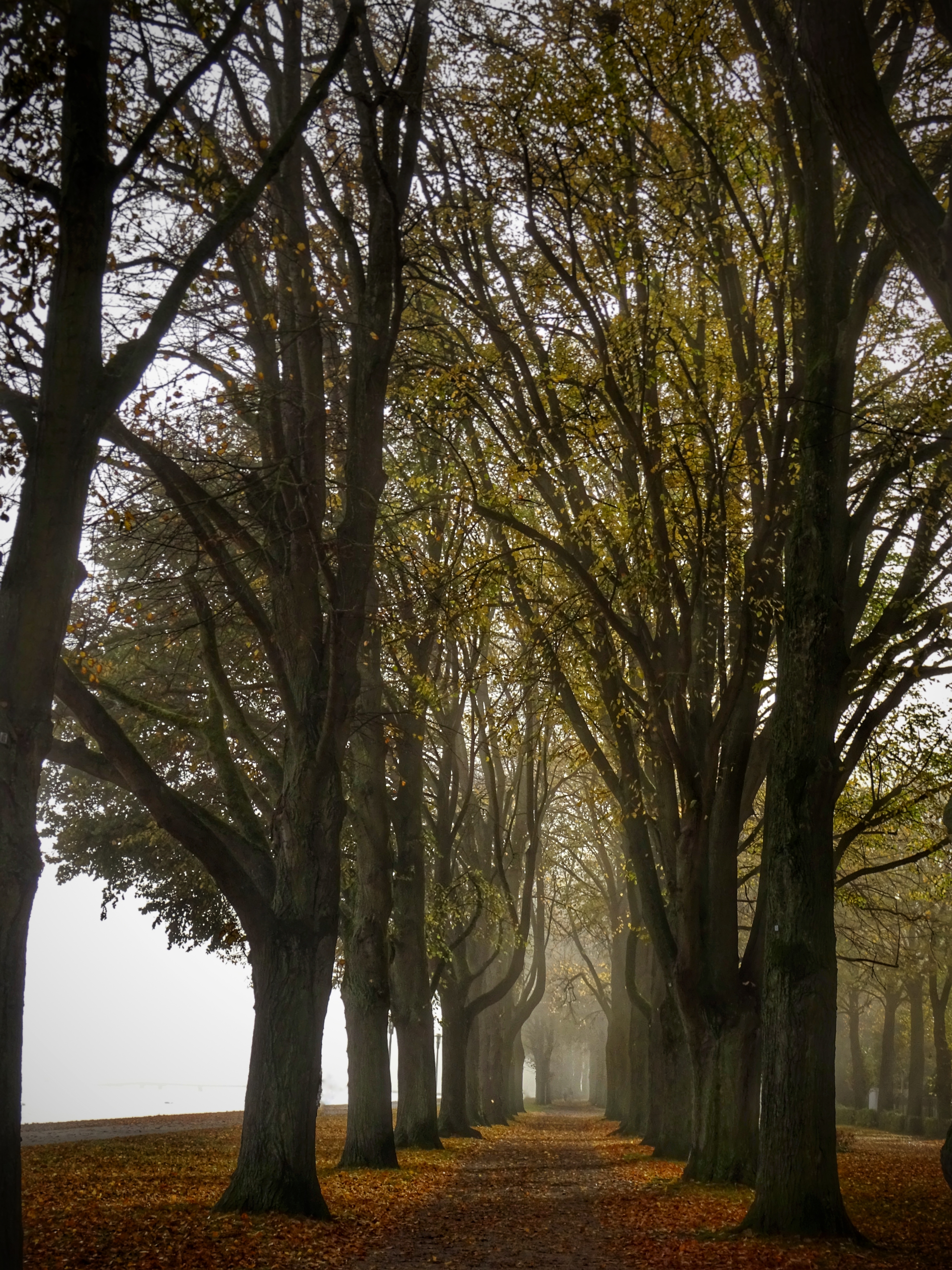 Bäume im Nebel