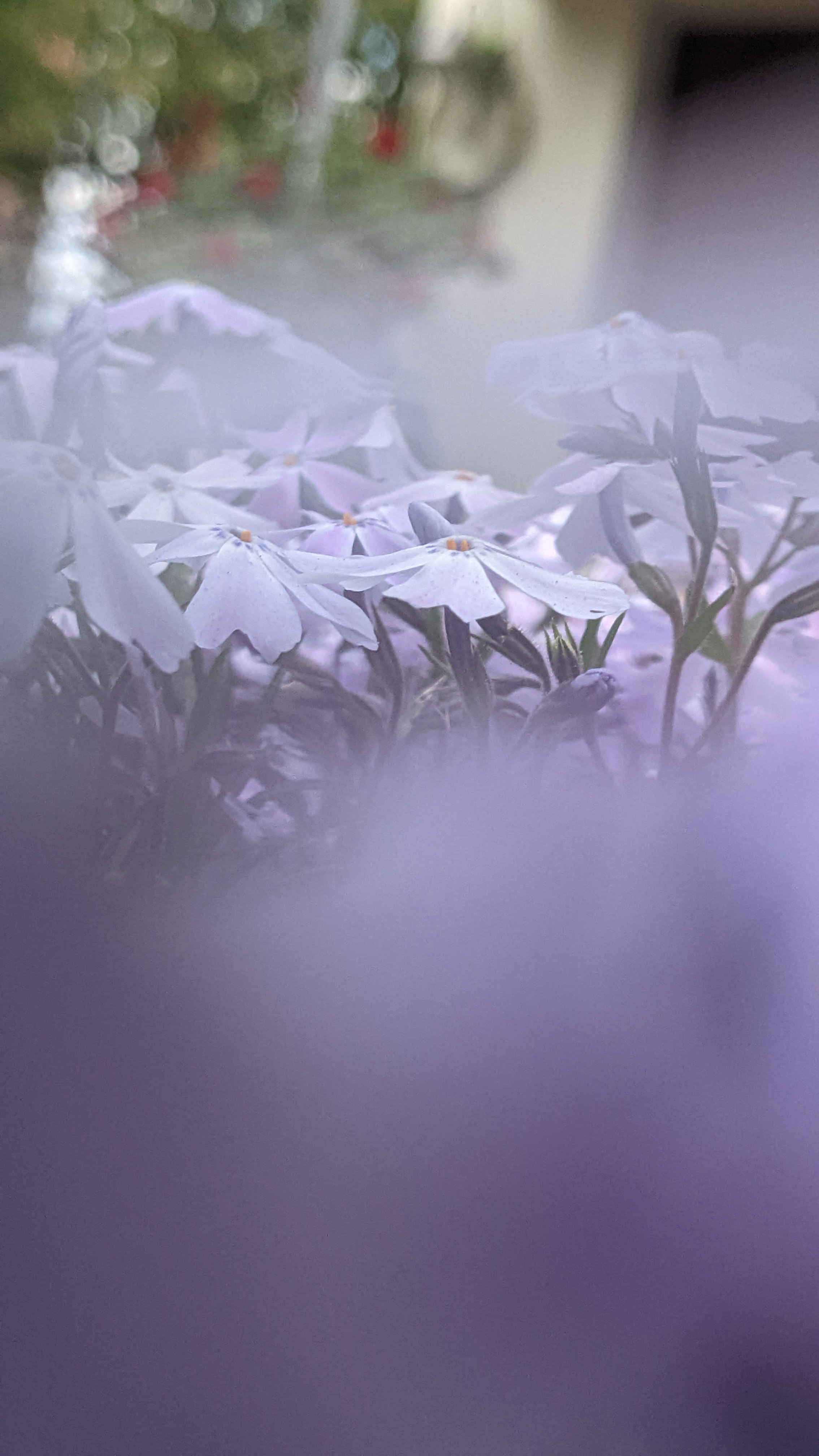 Gelbe Blumen, die in den Himmel ragen