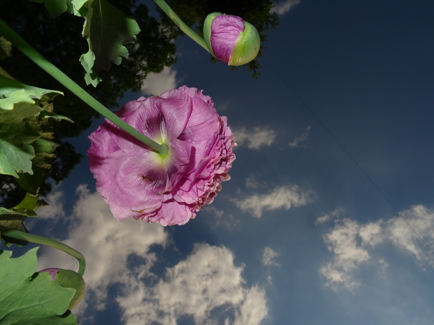 Rosa Blumen, die in den Himmel ragen