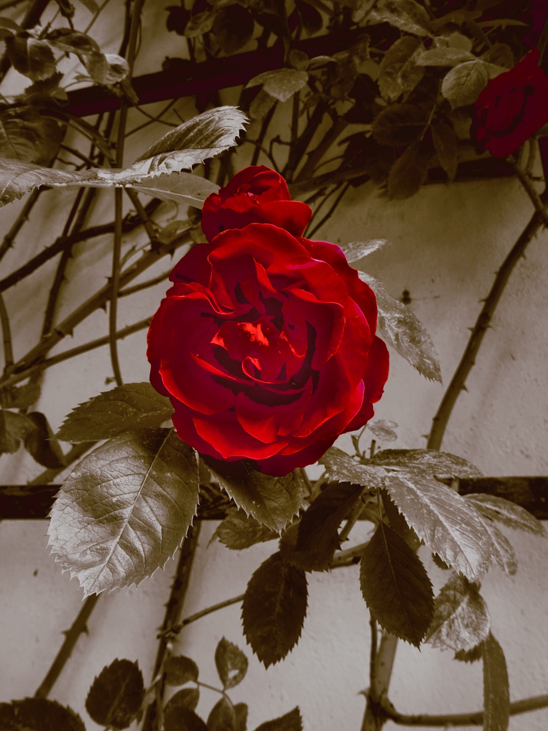 Eine rote Rose