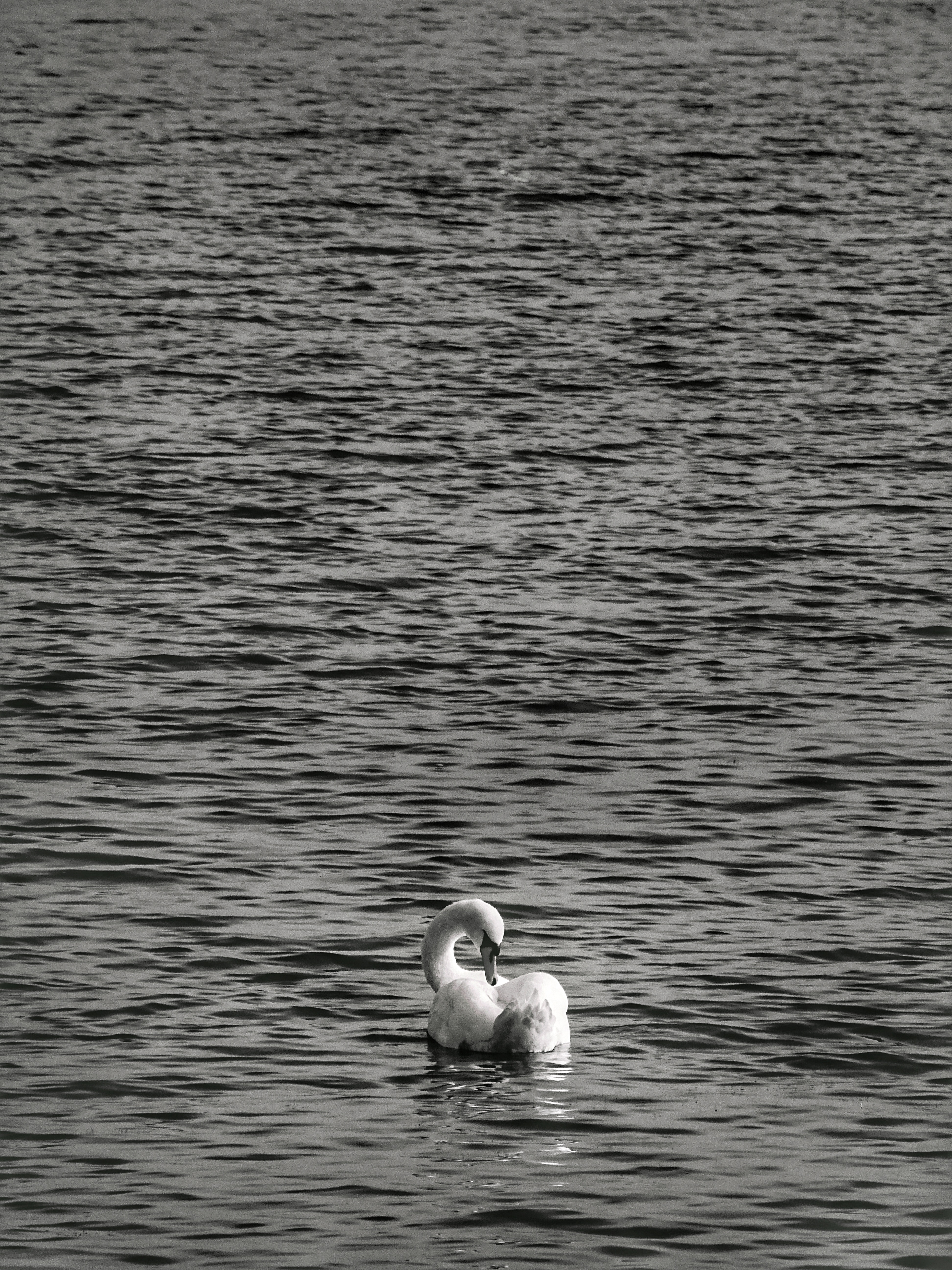 Schwan im Wasser