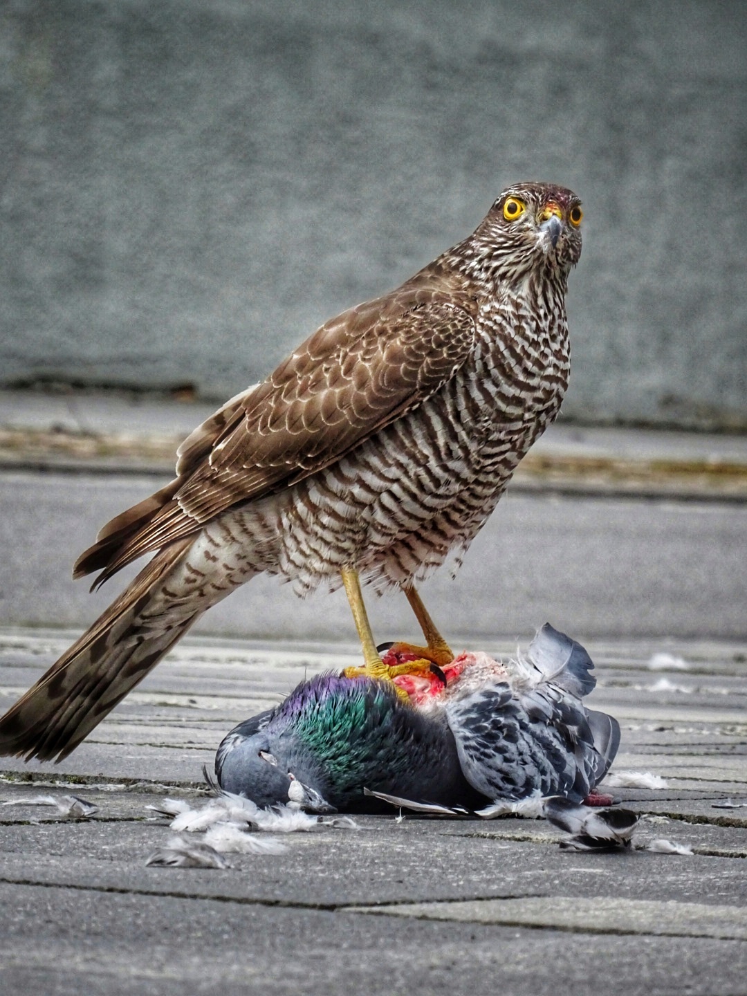 Habicht über Taube