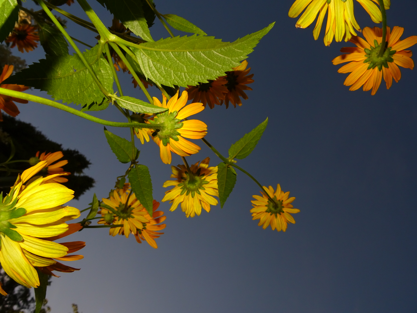 Gelbe Blumen, die in den Himmel ragen
