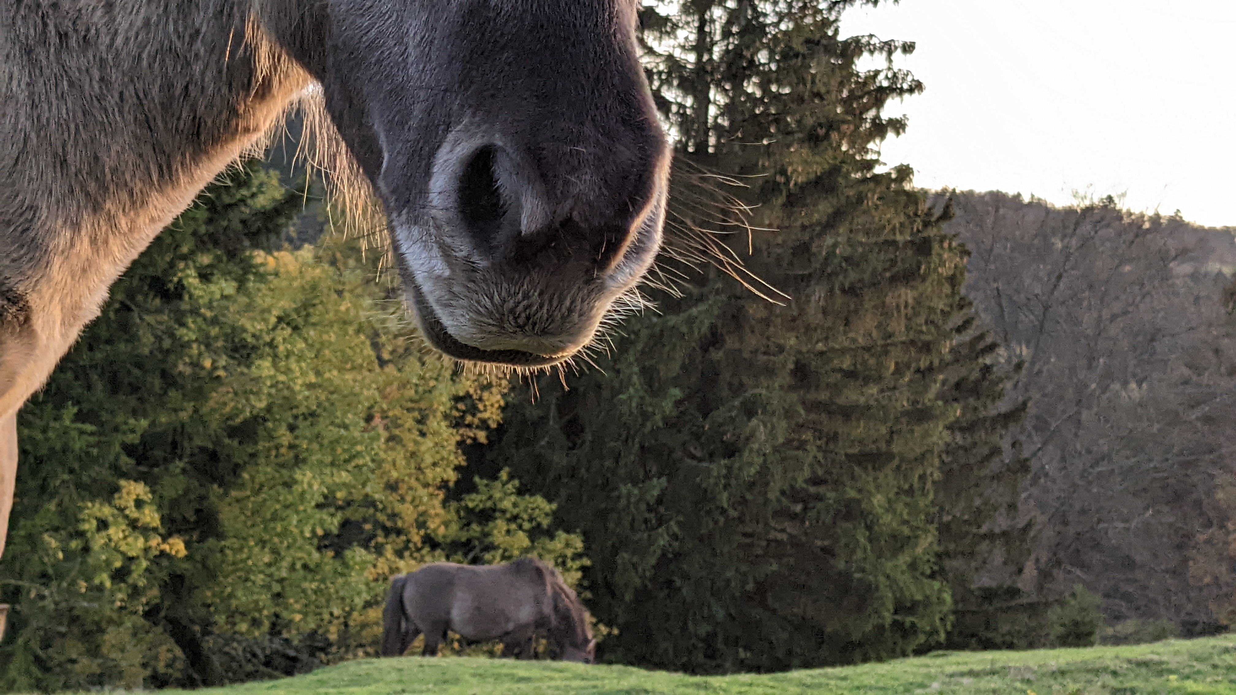 Ein Esel oder ein Pferd