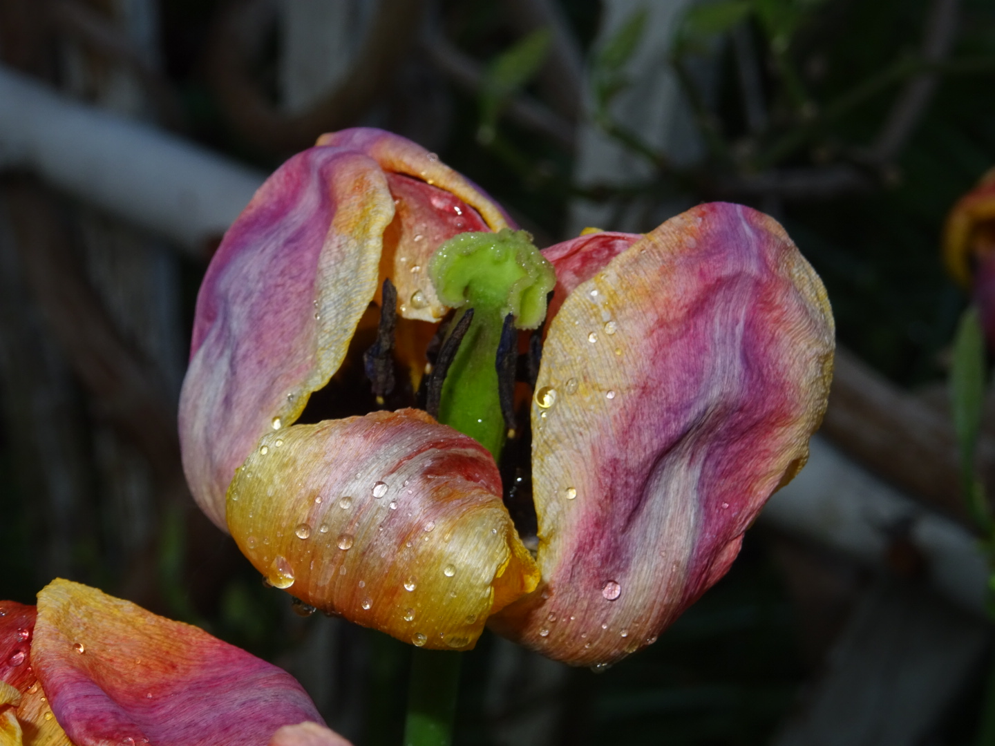 Tulpe mit Wassertropfen