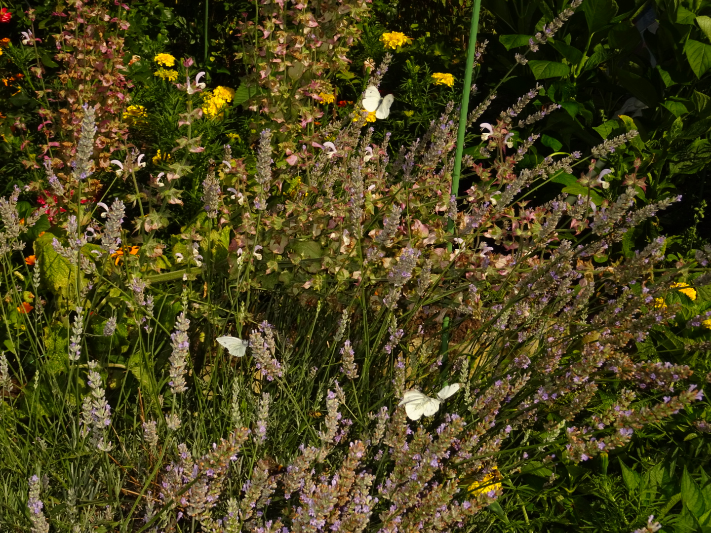 Pflanzen mit Schmetterlingen