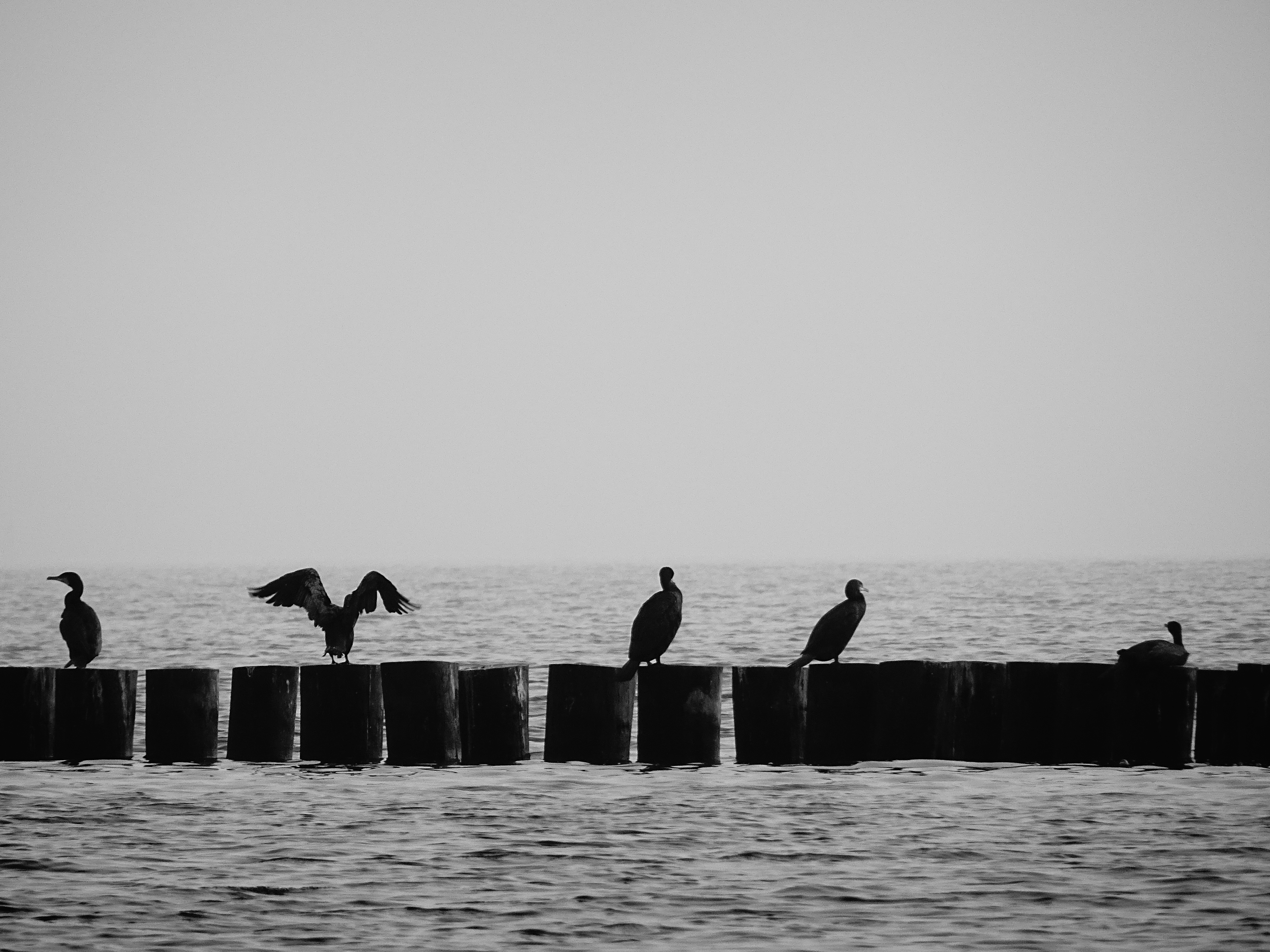 Vögel am Wasser