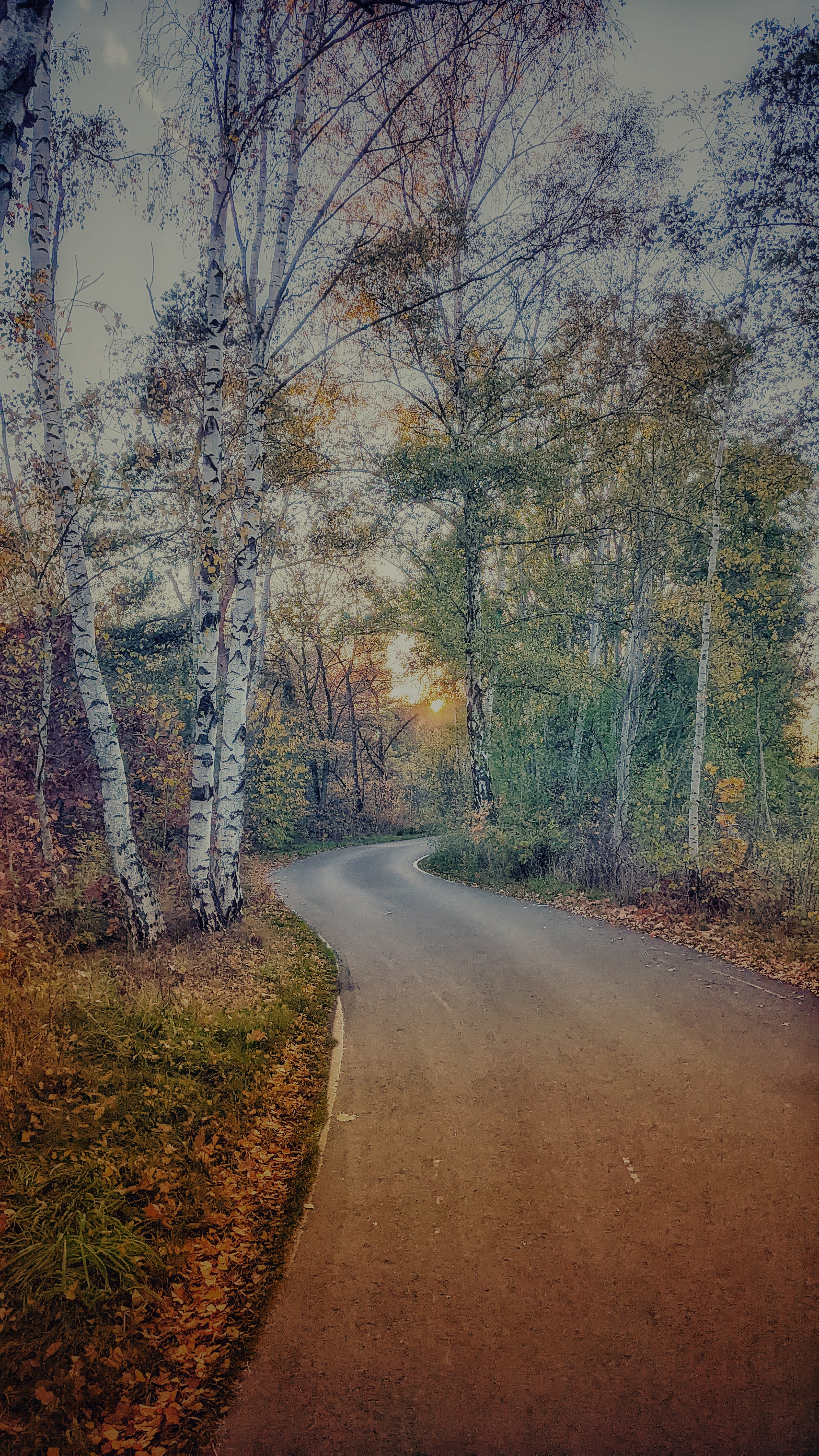 Ein bunter Waldweg