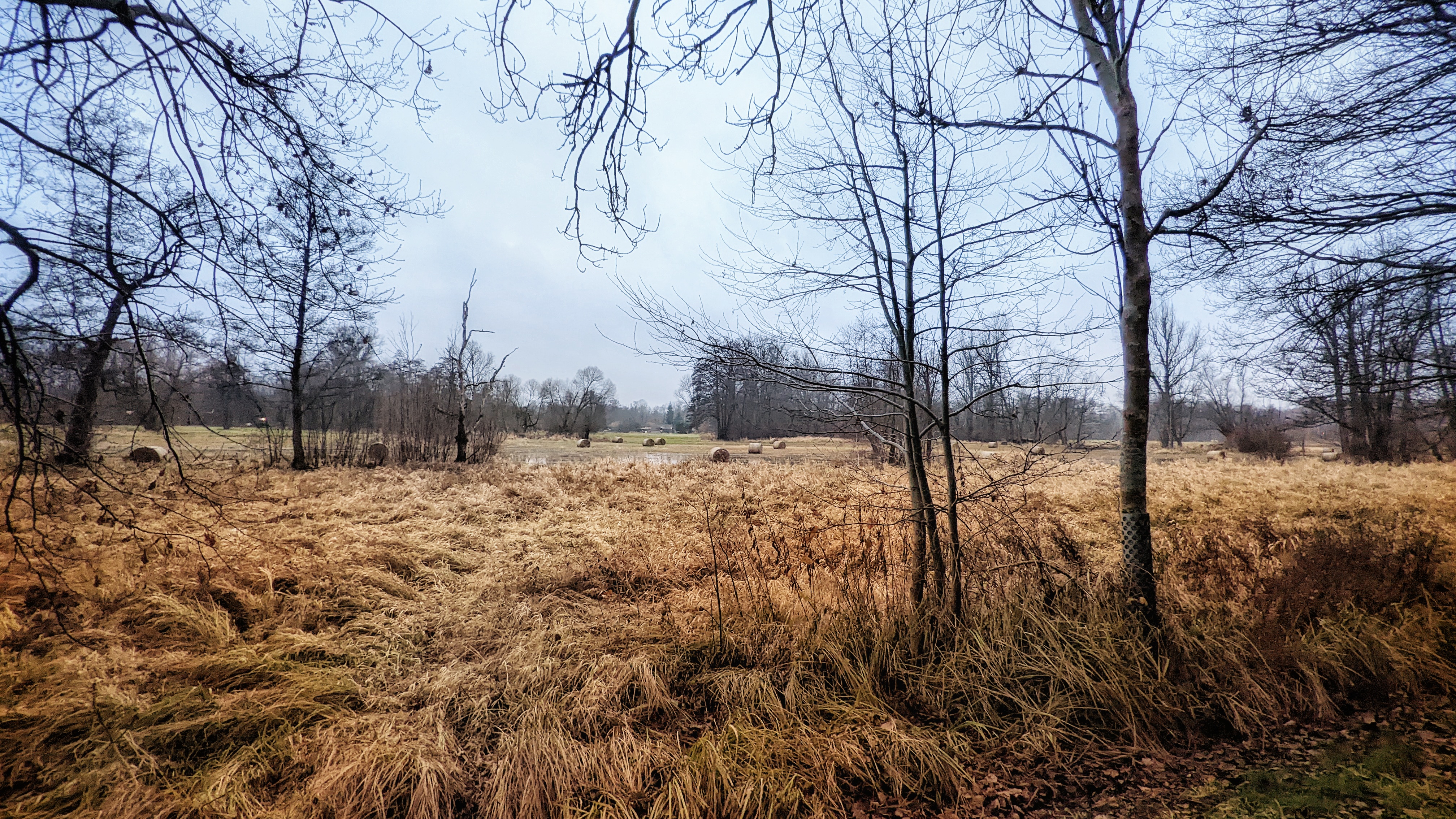 Wiese im Herbst