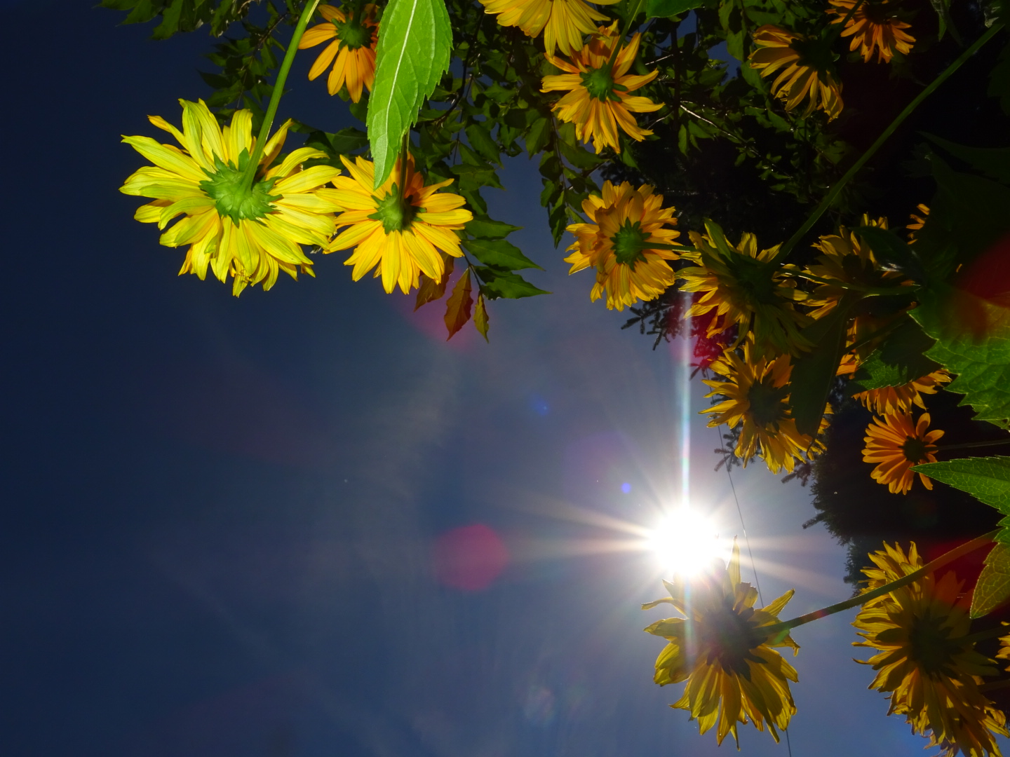 Gelbe Blumen, die in den Himmel ragen