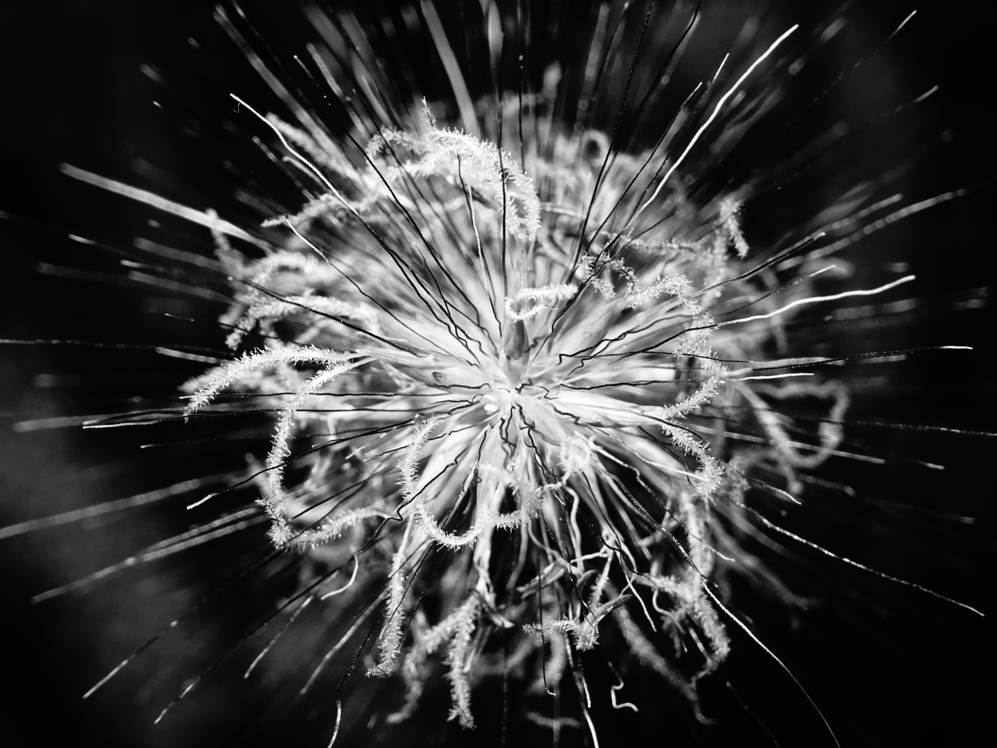 ein Blüte von vorn